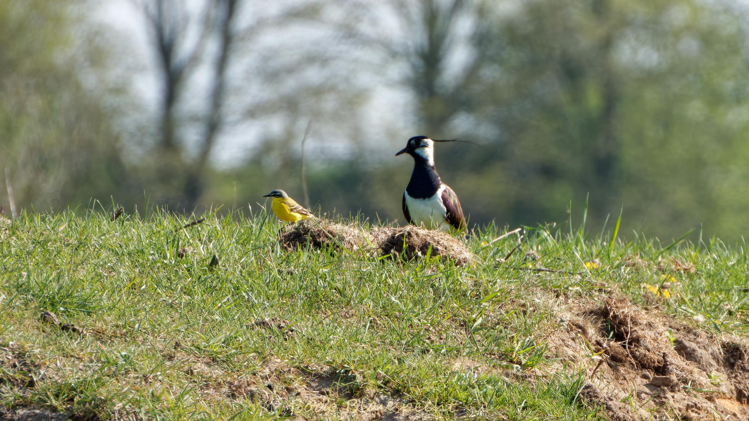 AviFauna   Steveraue   2020.04.17 15.11 12 HQ
